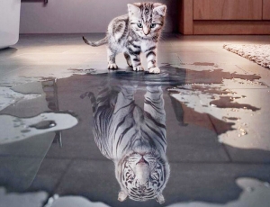 Believe in yourself cat vs tiger